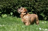 NORFOLK TERRIER 047